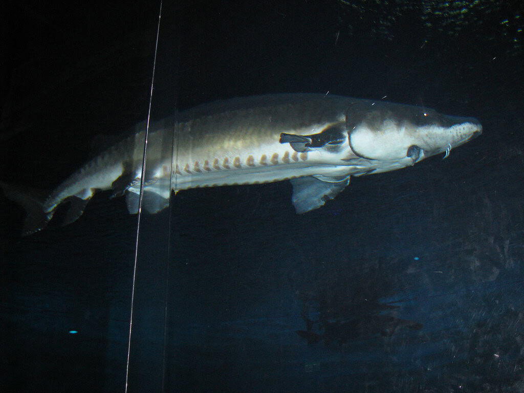 Chinese Sturgeon - Living Fossil of the Yangtze (image credits: flickr)