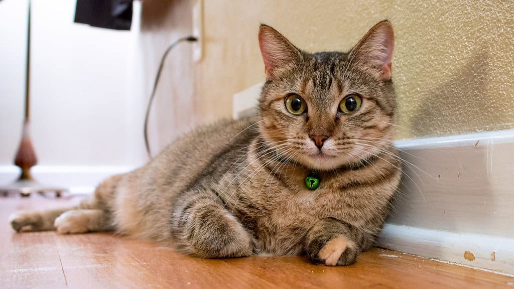 Purring May Have Evolved from Baby Talk (image credits: flickr)