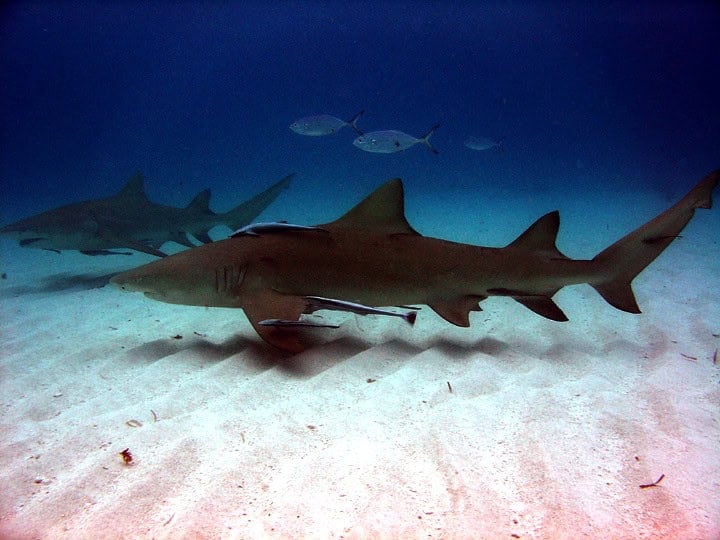 Lemon Shark