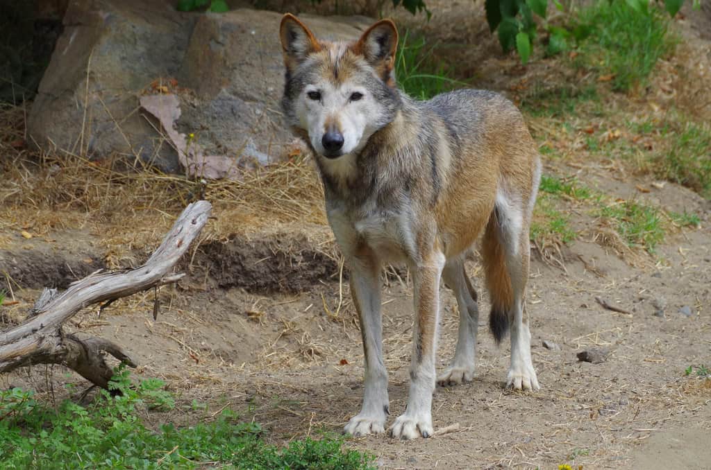 Mexican Gray Wolf - The Rarest Wolf in North America (image credits: flickr)
