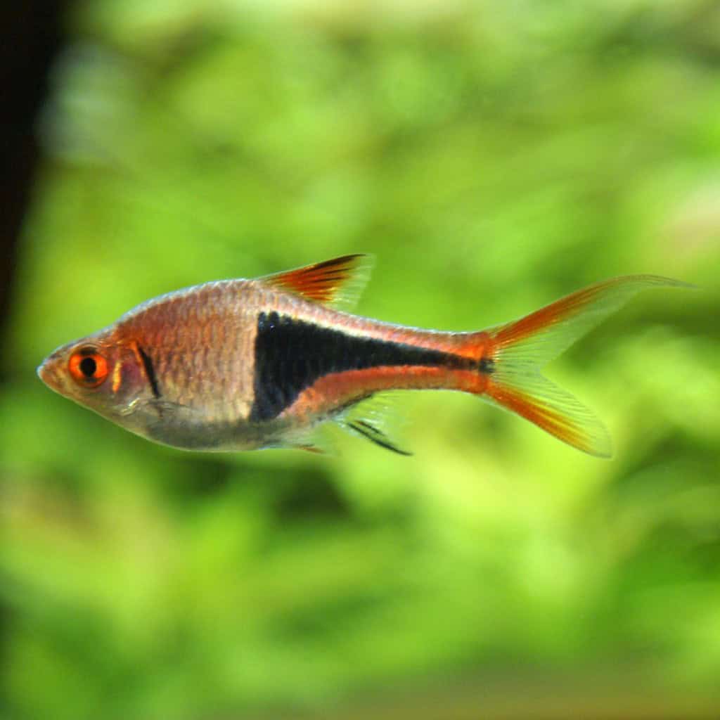 5. Harlequin Rasboras