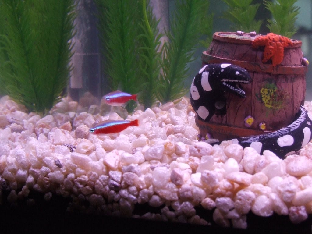 4. Cardinal Tetras