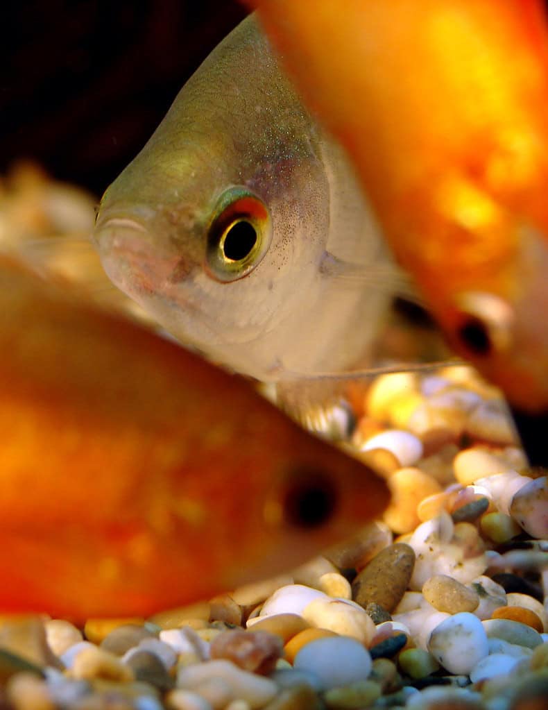 2. Honey Gouramis (image credits: flickr)