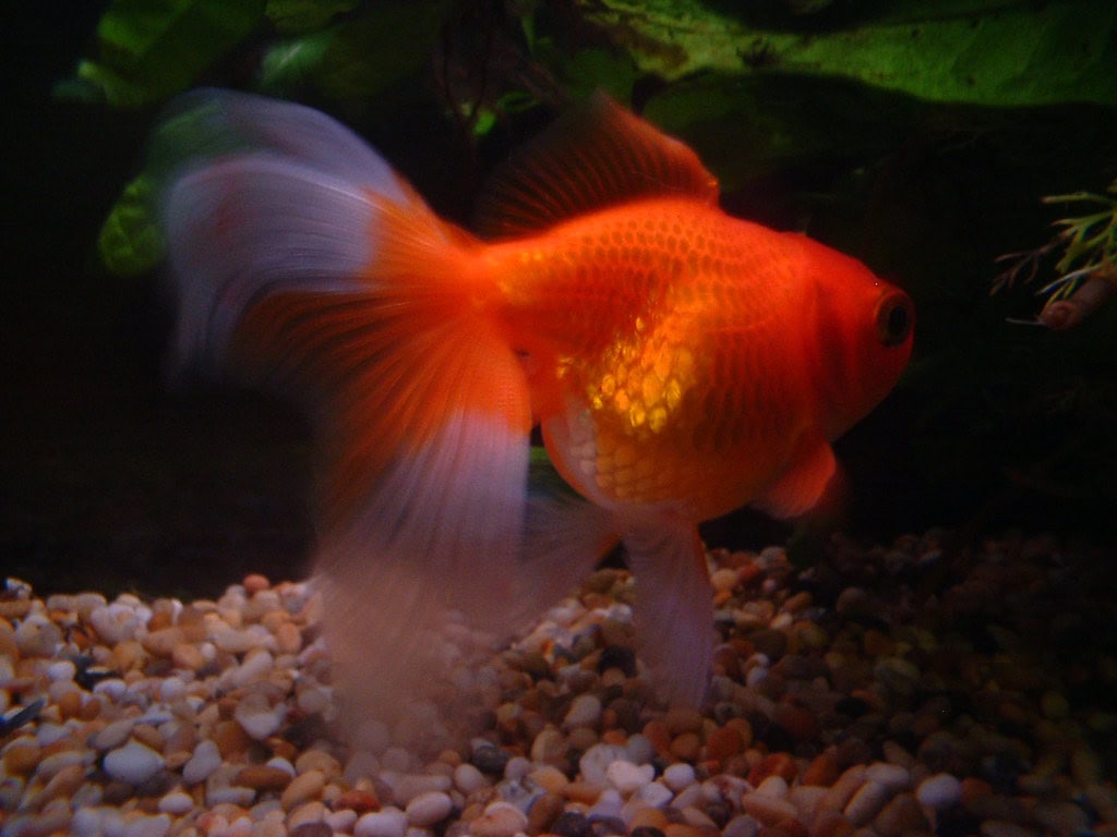 1. Goldfish