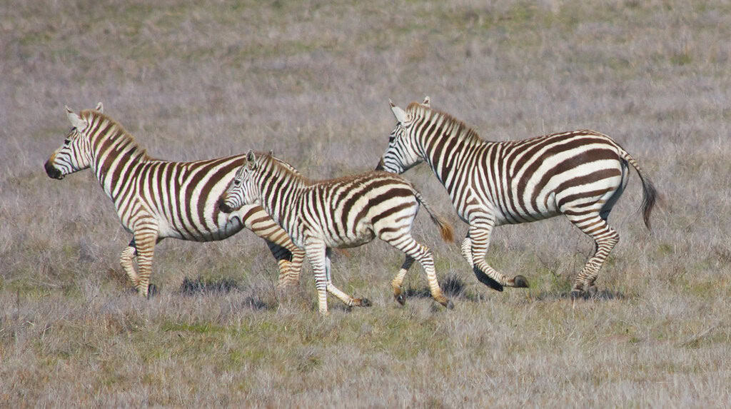 3. Running Speed and Stamina (image credits: flickr)