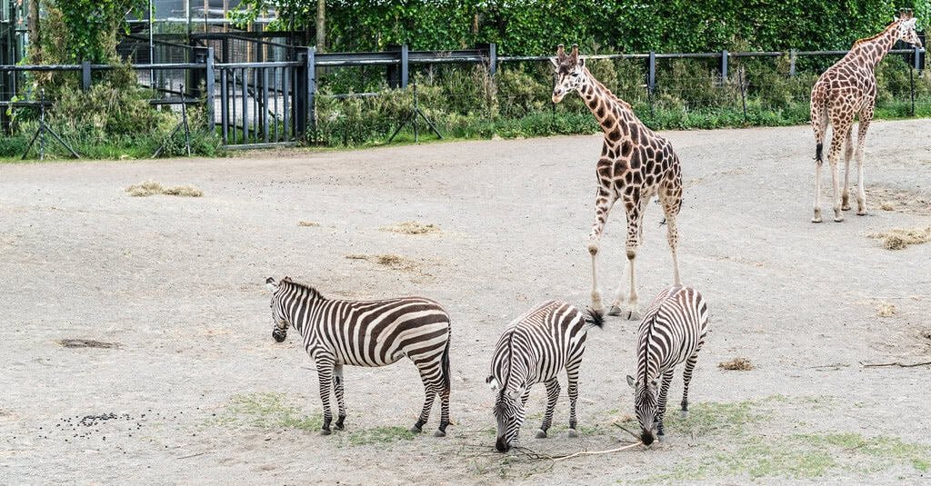 2. Habitat Preferences and Adaptability (image credits: flickr)