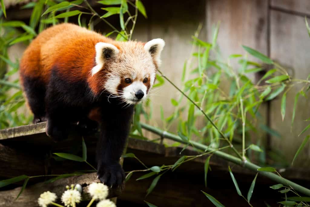 6. Color Patterns and Fur (image credits: flickr)
