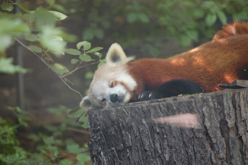 3. Activity Patterns and Sleep Habits (image credits: flickr)