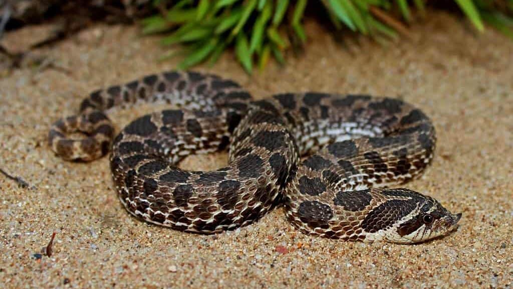 11 Snake Species That Make Great Pets for Beginners