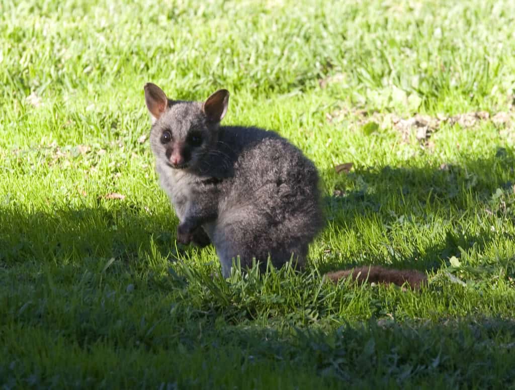 Numbat - The Striped Termite Hunter (image credits: flickr)