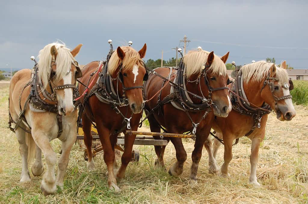 14. Agricultural Revolution and Food Security (image credits: flickr)