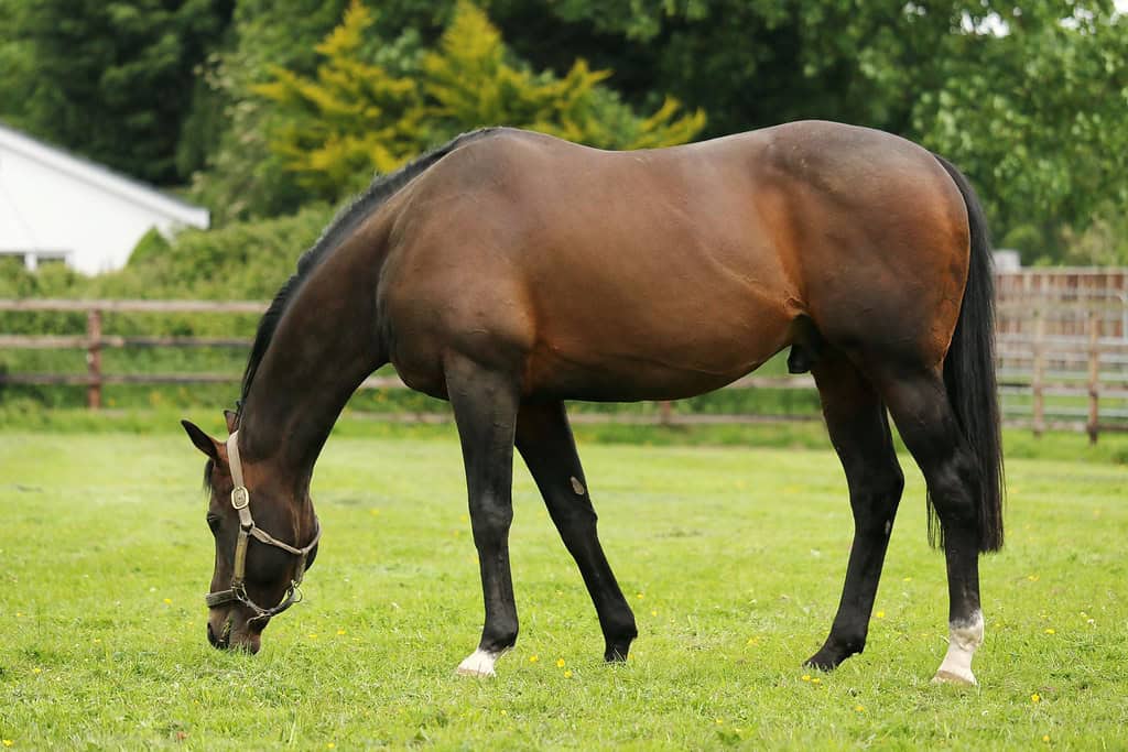 16 Ways Horses Have Helped Humans Over the Ages