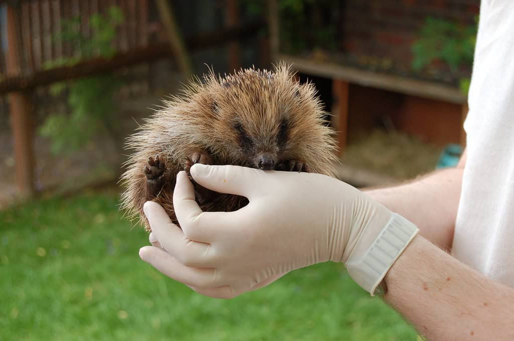 6. Handling Requires Patience and Proper Technique (image credits: flickr)