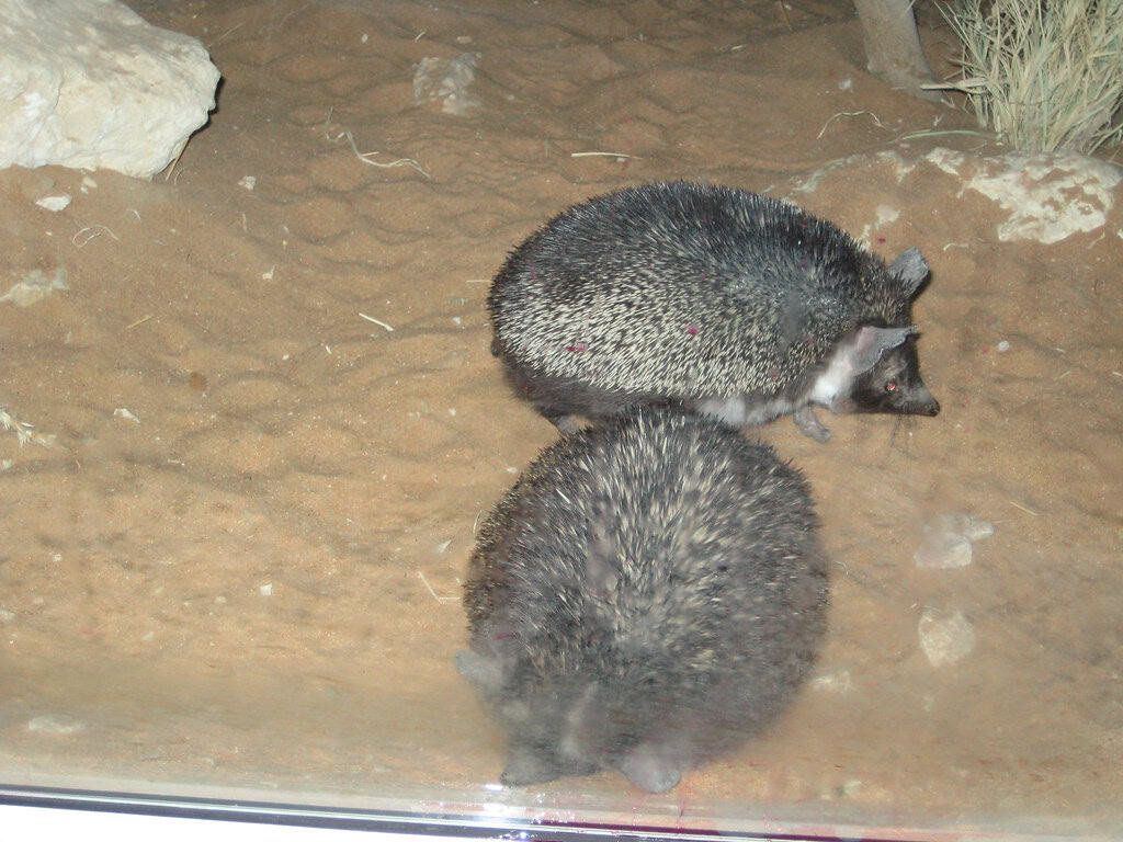 5. They Need Plenty of Space and Enrichment (image credits: flickr)
