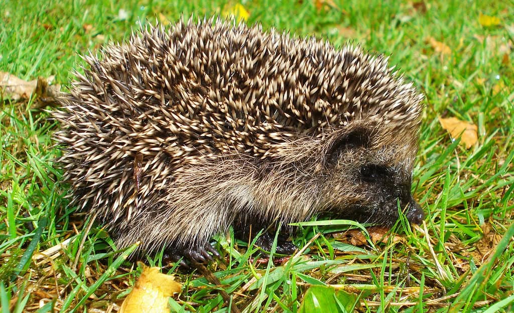 4. They're Prone to Several Serious Health Issues (image credits: flickr)
