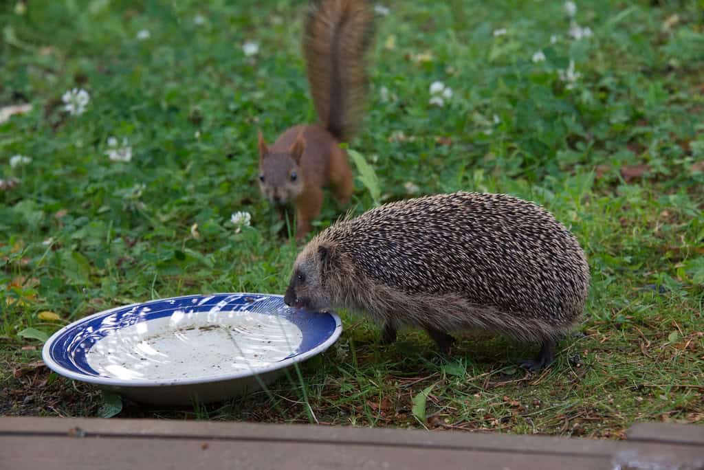 3. They Don't Do Well with Other Pets or Children (image credits: flickr)