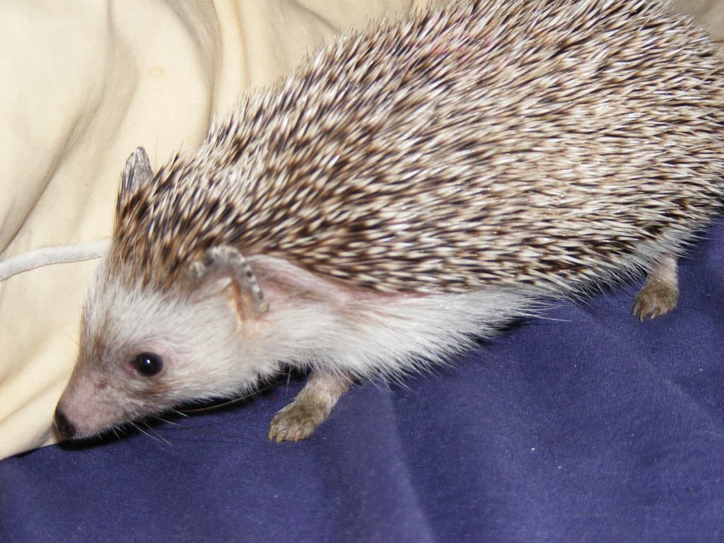 1. They're Not the Cuddly Companion You Might Expect (image credits: flickr)