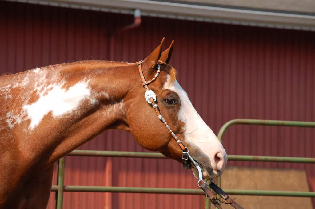 6. Paint Horse