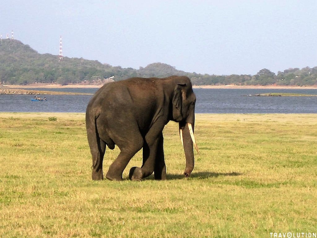 8. Minneriya National Park, Sri Lanka (image credits: flickr)
