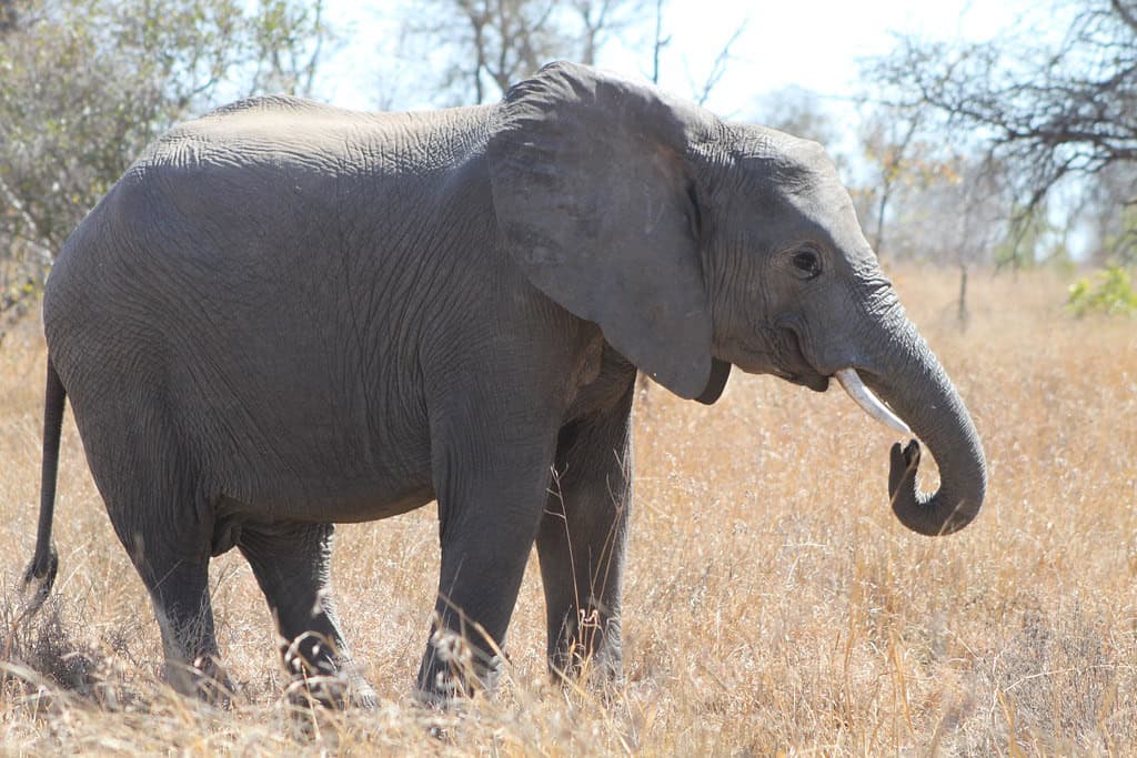 7. Kruger National Park, South Africa (image credits: flickr)
