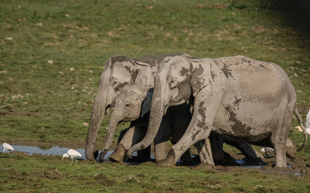 6. Kaziranga National Park, India (image credits: flickr)