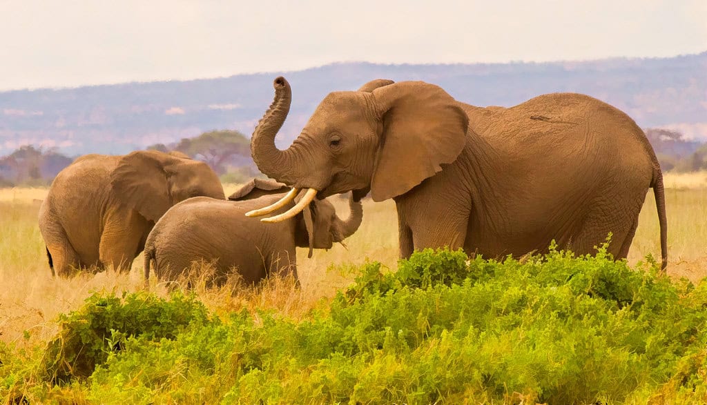 5. Maasai Mara National Reserve, Kenya (image credits: flickr)