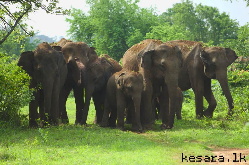 4. Udawalawe National Park, Sri Lanka (image credits: flickr)