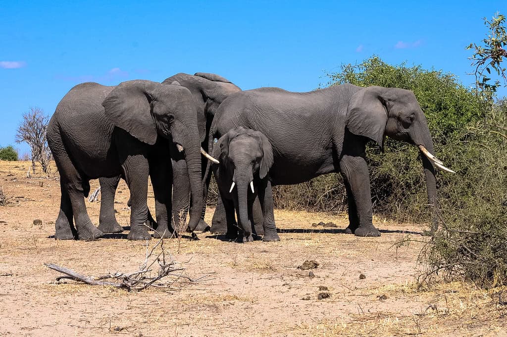 3. Chobe National Park, Botswana (image credits: flickr)