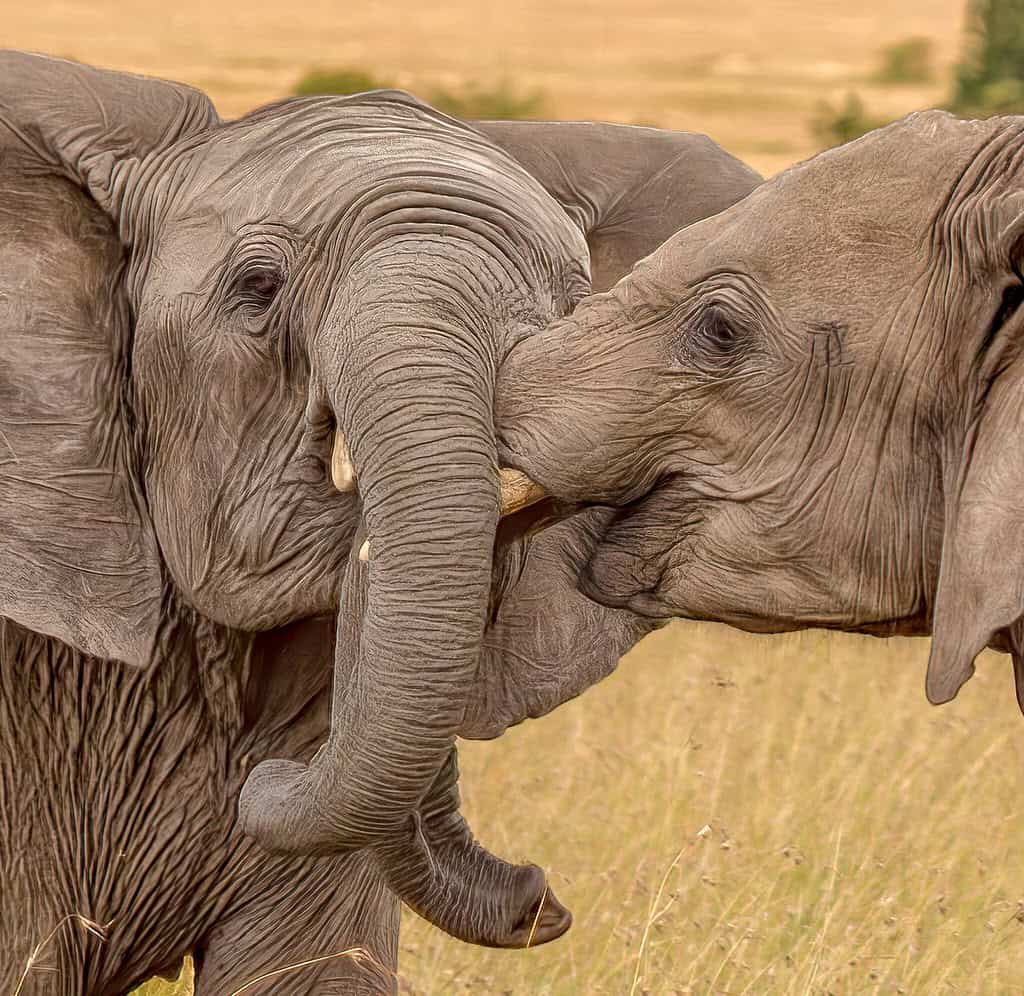 2. Amboseli National Park, Kenya (image credits: flickr)
