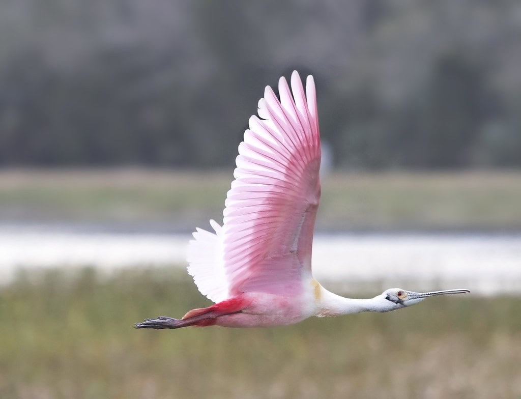 Roseate Spoonbills: Pink Perfection in Flight (image credits: flickr)