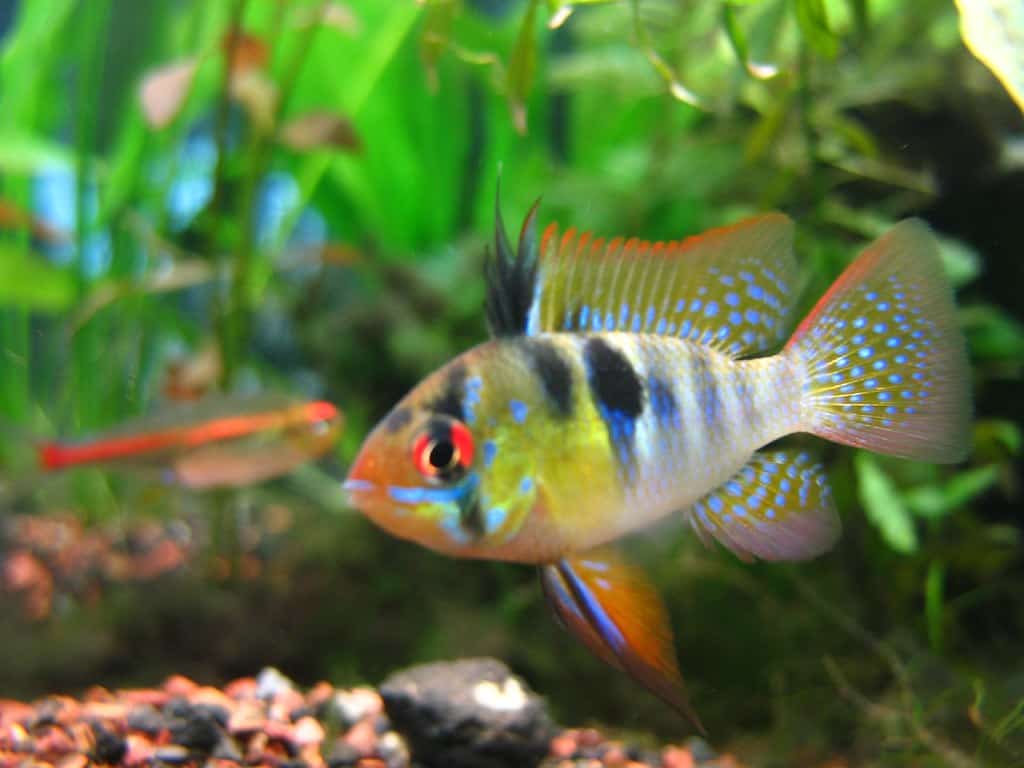 11. German Blue Ram (image credits: flickr)