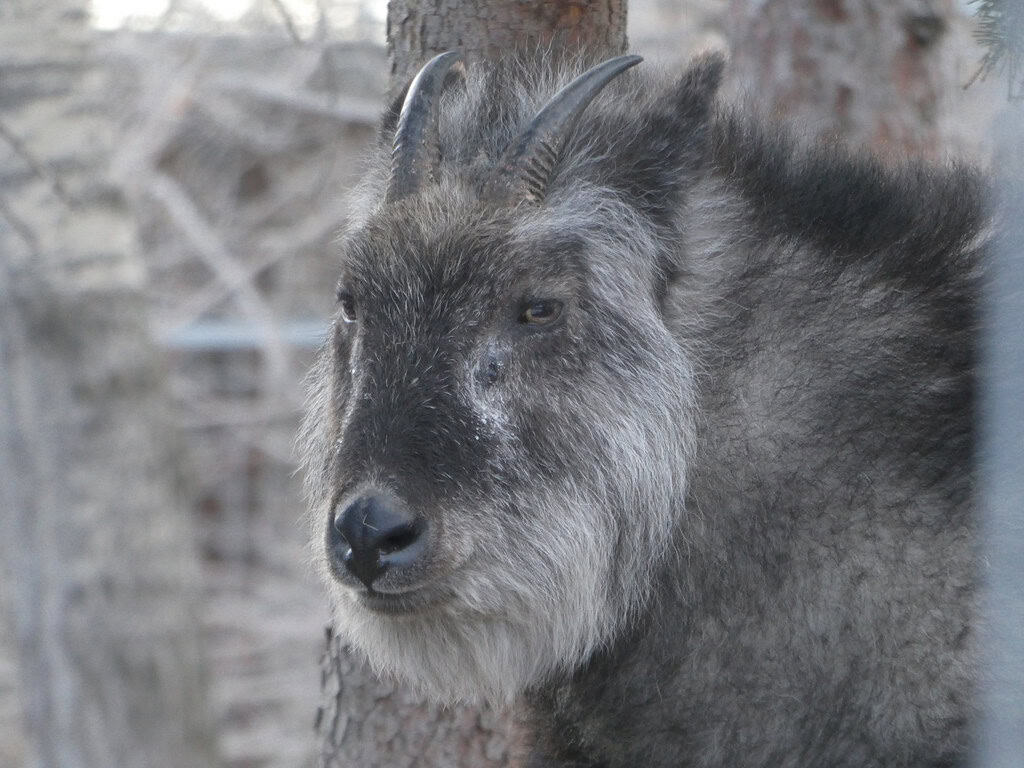 7. Japanese Serow (image credits: flickr)
