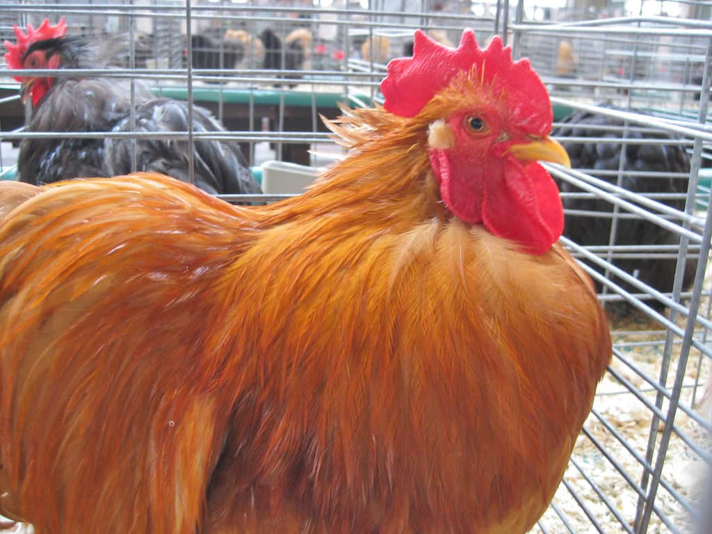Silkie (image credits: flickr)