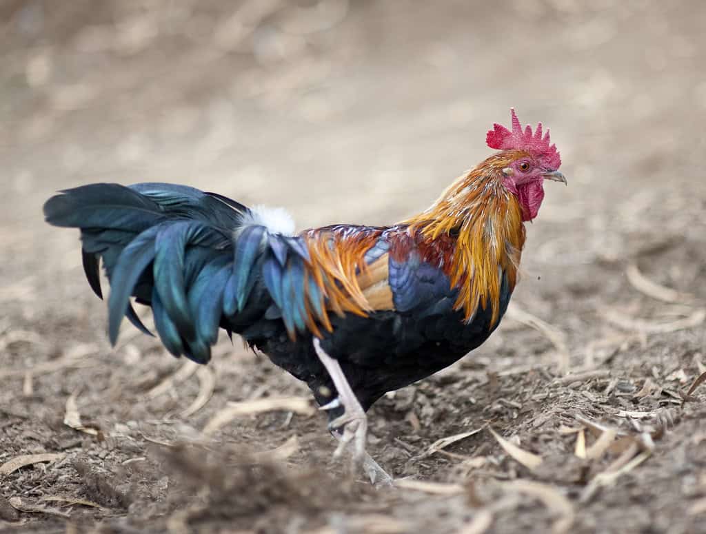 1. Nesting and Egg-Laying Rituals - The Daily Drama (image credits: flickr)
