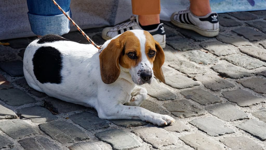 9. Dog-Friendly Communities and Businesses (image credits: flickr)