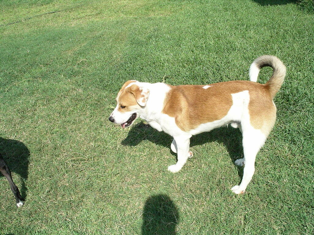 4. Excellent Veterinary Care and Pet Services (image credits: flickr)