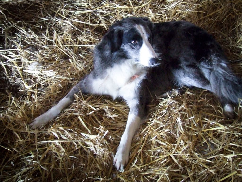 1. Strongest Human-Dog Bonds in Rural Communities (image credits: flickr)