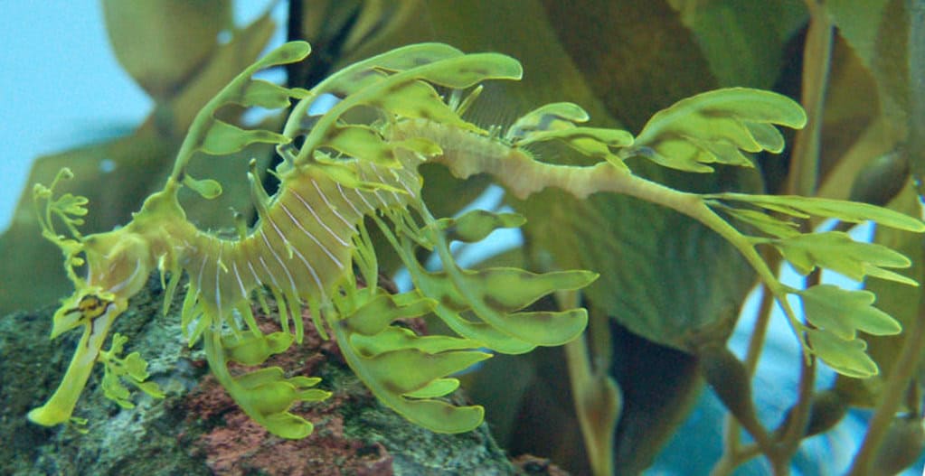 6. Leafy Sea Dragon - The Ocean's Shape-Shifter (image credits: flickr)