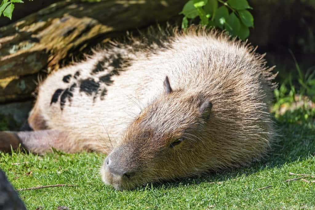 7. They Engage in Self-Grooming Behaviors (image credits: flickr)
