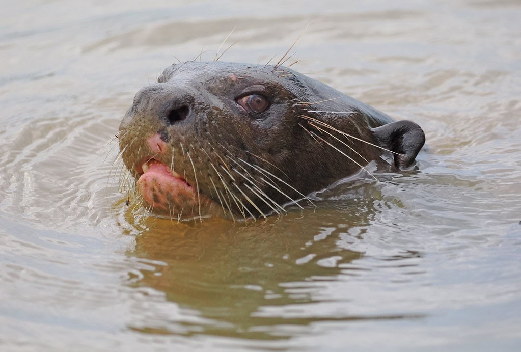 6. Giant River Otter