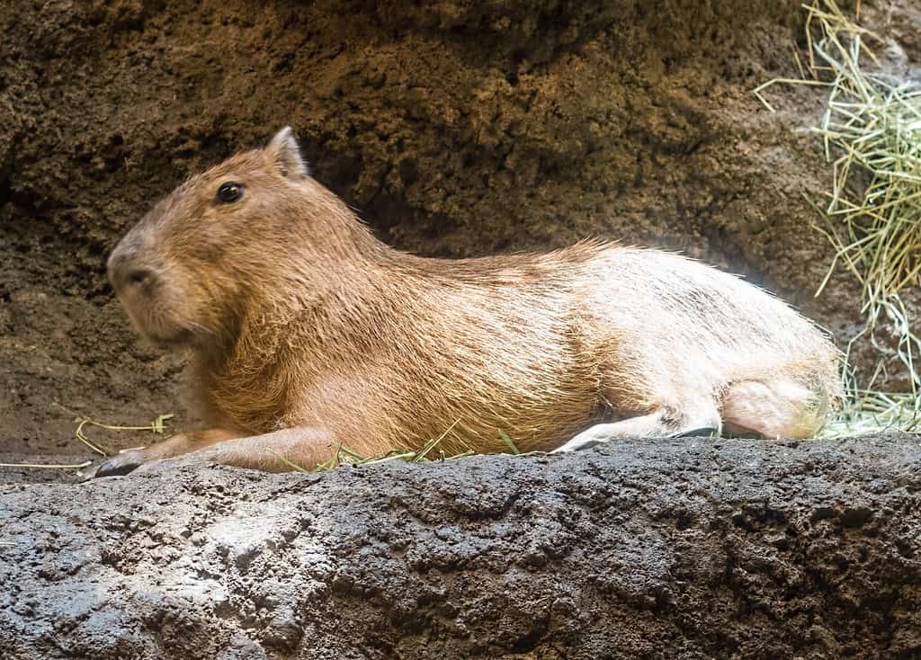 4. Capybara