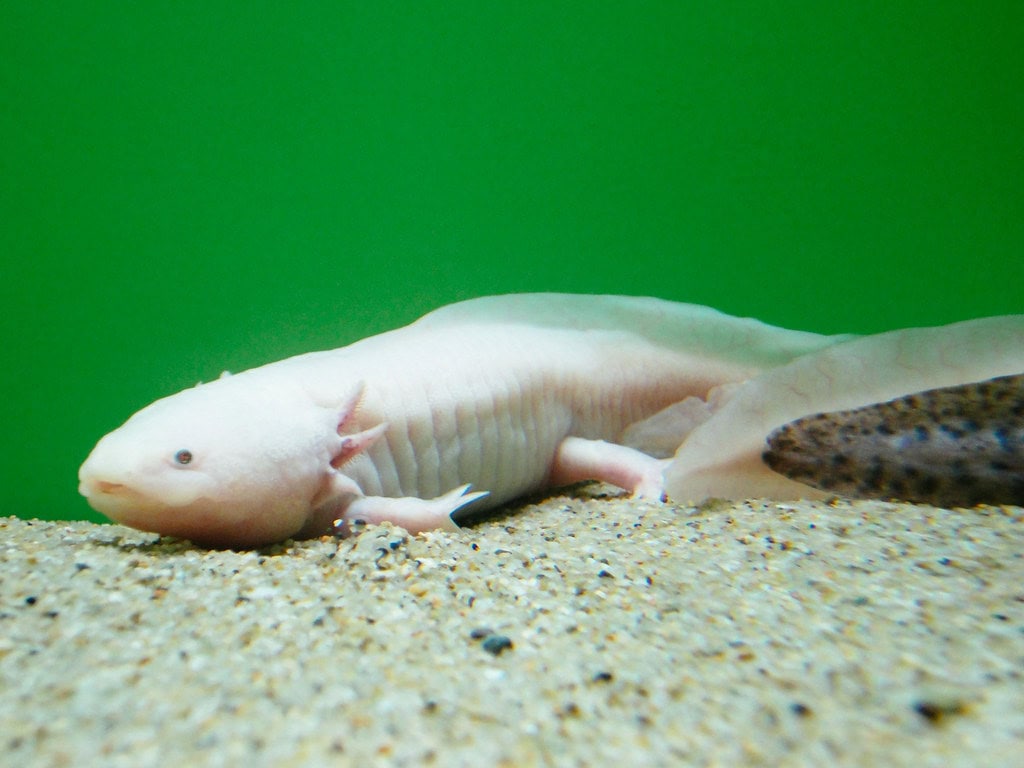 12 Things to Know Before Getting an Axolotl as a Pet