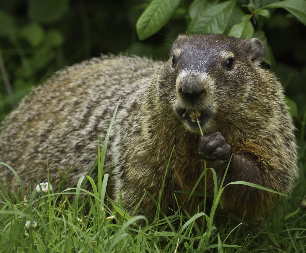 Woodchucks (Groundhogs) (image credits: flickr)