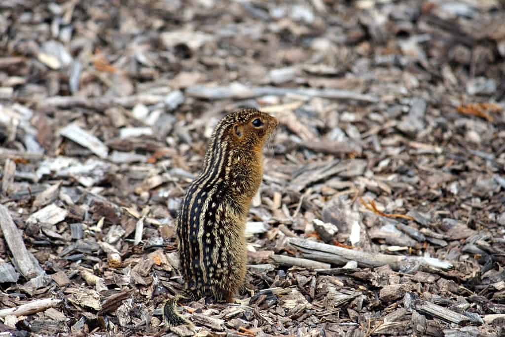Thirteen-lined Ground Squirrels (image credits: flickr)