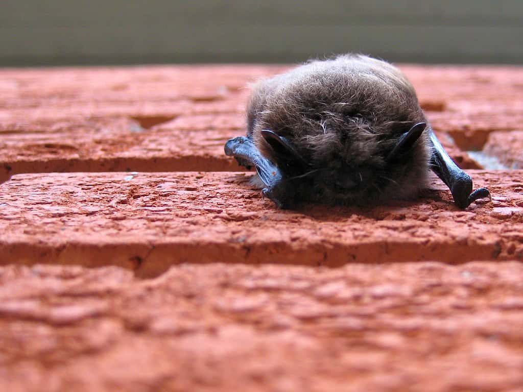 Little Brown Bats (image credits: flickr)