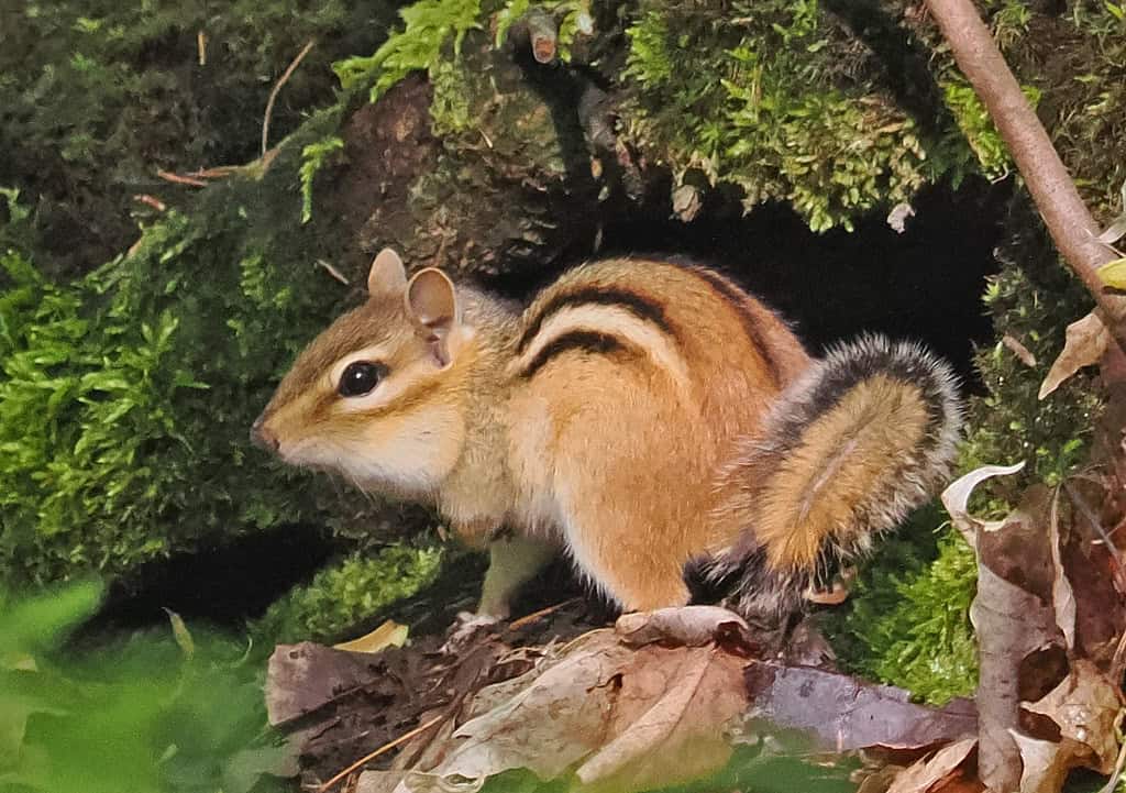 Eastern Chipmunks (image credits: flickr)