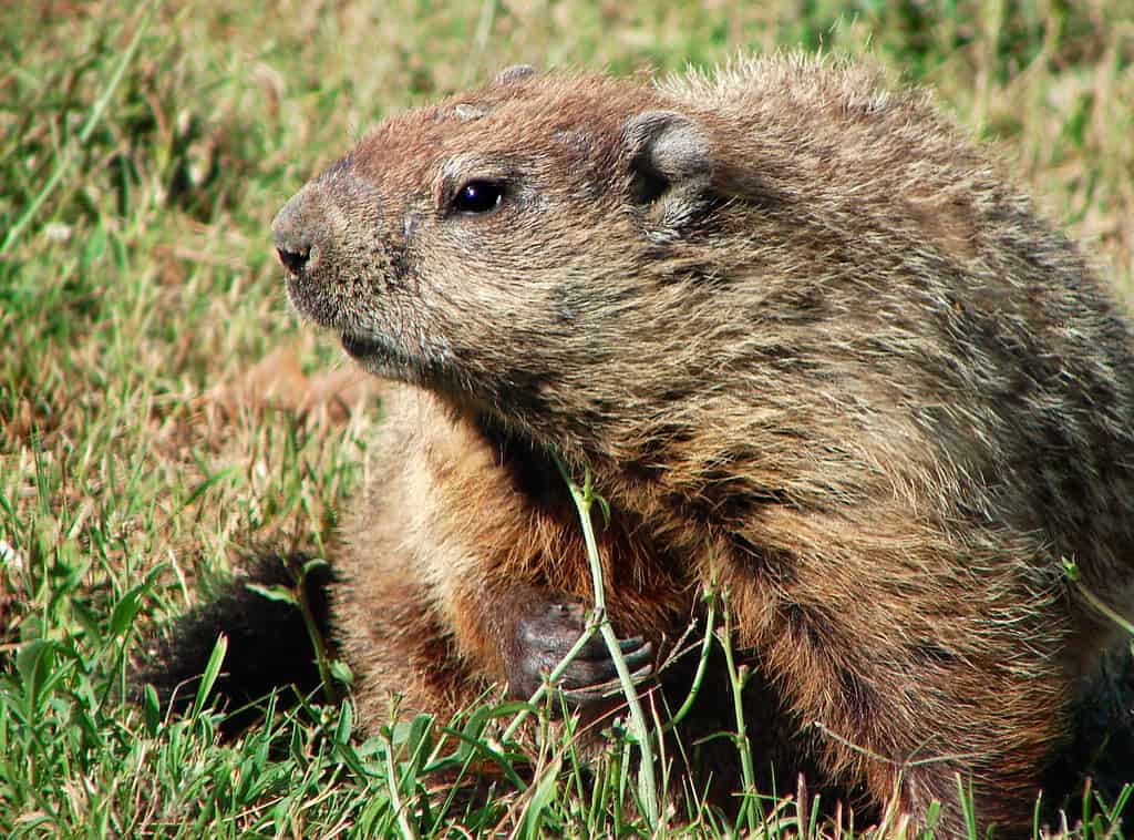 Prairie Dogs (image credits: flickr)