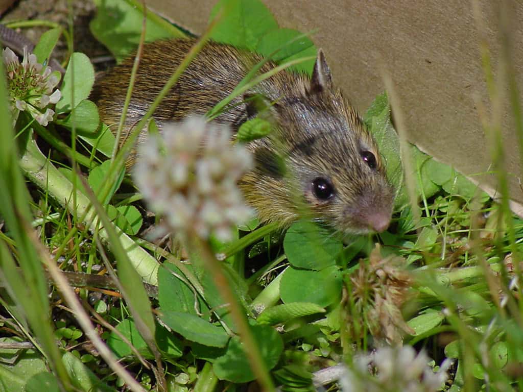 Jumping Mice (image credits: flickr)