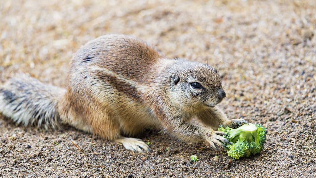 Franklin's Ground Squirrels (image credits: flickr)