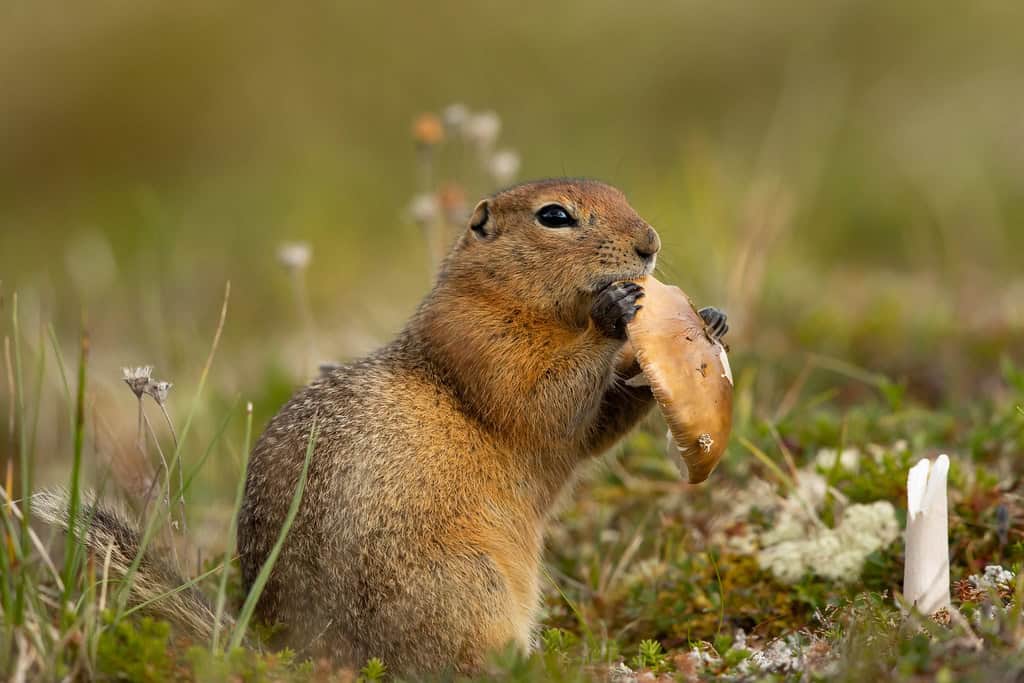 Arctic Ground Squirrels (image credits: flickr)